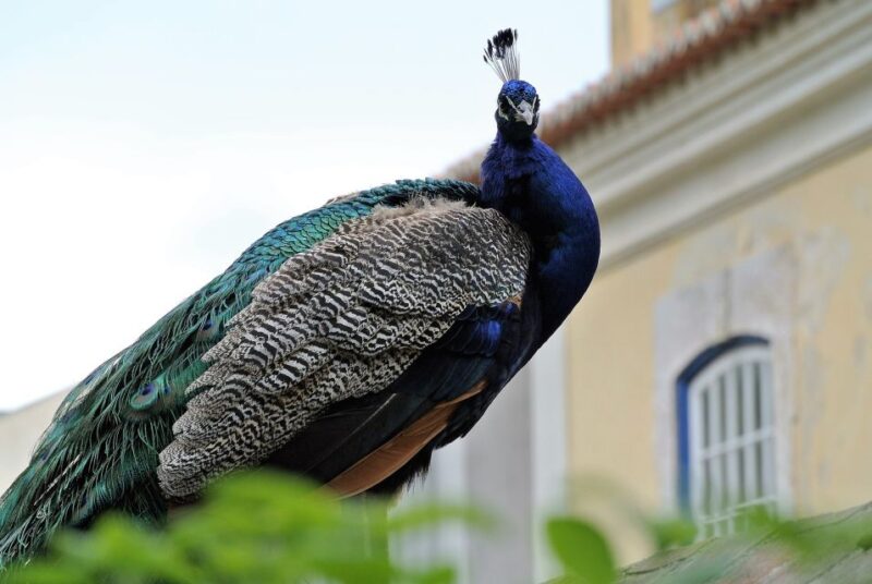 Lisbon: St Georges Castle Skip-the-Line Tour - Historical Significance