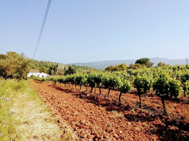 Lisbon: Surf or Bodyboard and Wine Tasting - Highlights of the Experience
