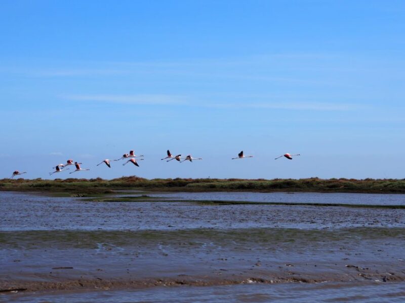 Lisbon: Tagus Estuary Nature Reserve Birdwatching Boat Tour - Itinerary Highlights