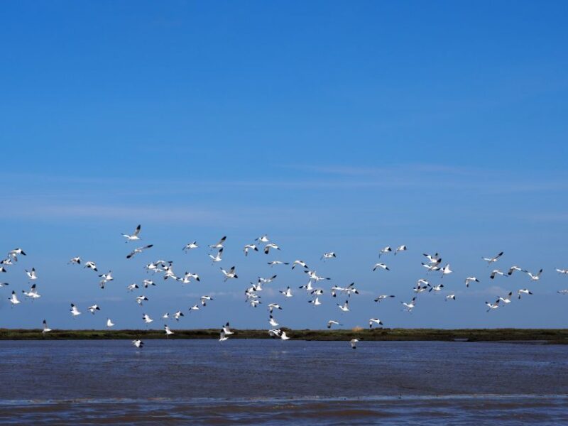 Lisbon: Tagus Estuary Nature Reserve Birdwatching Boat Tour - Included in the Tour