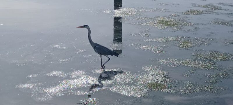 Lisbon: Tagus Estuary Nature Reserve Birdwatching Boat Tour - Participant Recommendations