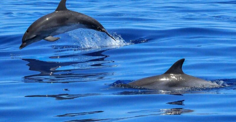 Lisbon: Tagus River Cruise to the Ocean & Dolphin Watching - Itinerary and Highlights