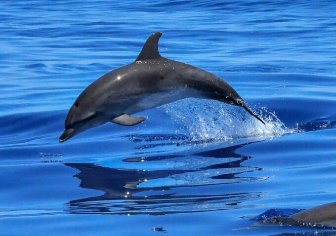 Lisbon: Tagus River Cruise to the Ocean & Dolphin Watching - Customer Ratings
