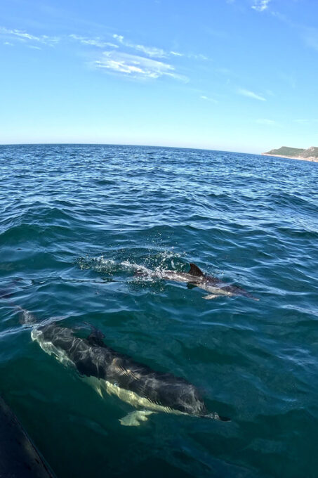 Lisbon To Sesimbra: Boat Tour Dolphins, Caves & Wine Tasting - Exploring Sesimbra by Boat