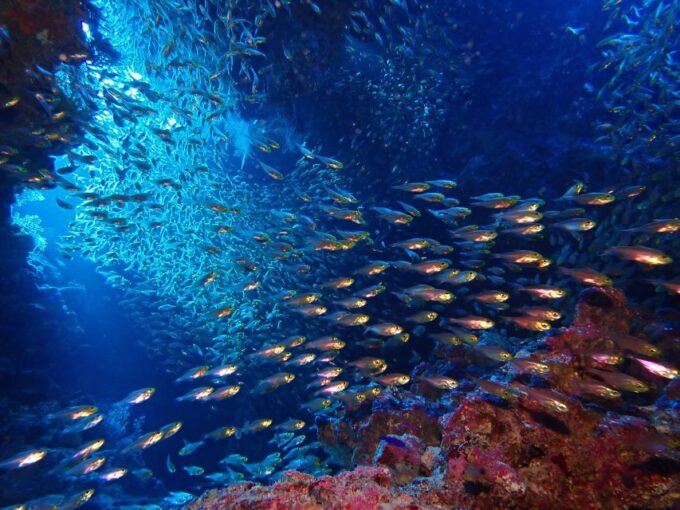 Lisbon: Try Dive in Arrábida Natural Park and Marine Reserve - Transportation Availability