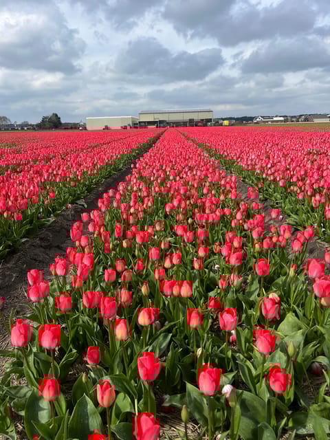 Lisse: Private Tulip Fields Tour With a Local Guide - Frequently Asked Questions