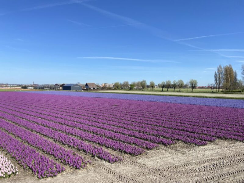 Lisse: Self-Guided Tulip Fields GPS Audio Tour - Vehicle and Navigation Details