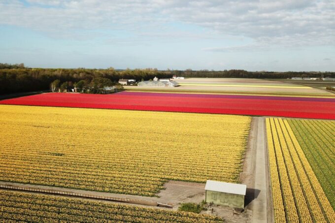 Lisse: Self-Guided Tulip Fields GPS Audio Tour - Discovering a Flower-Bulb Farm