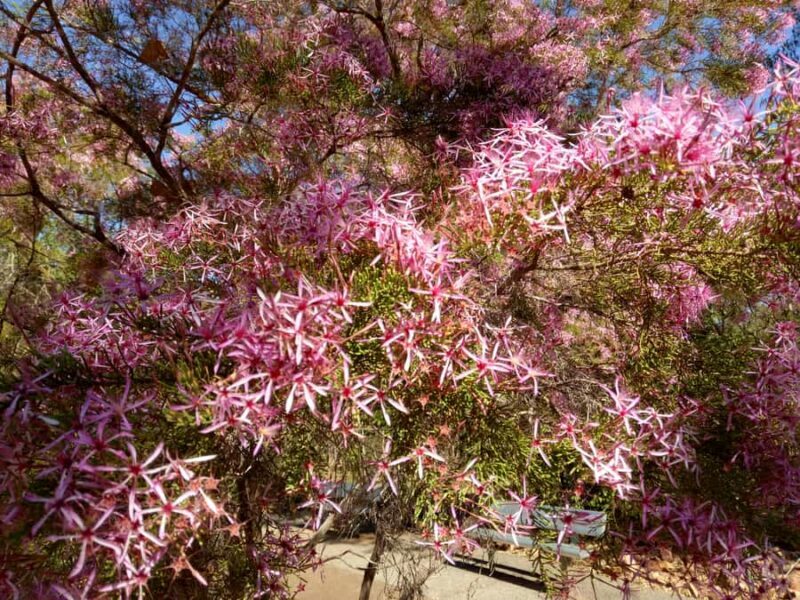 Litchfield & Berry Springs, Premium tour, 10 guests & lunch - The Lunch: A Gourmet Break