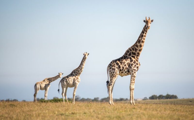 Little Brak River: Botlierskop Guided Game Drive - Key Points