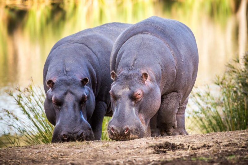 Little Brak River: Botlierskop Guided Game Drive - Wildlife Encounters
