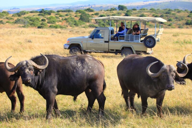 Little Brak River: Botlierskop Guided Game Drive - Bird-Watching Opportunities