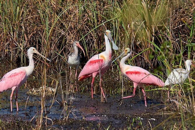 Little Havana Walking Tour + 1 Hour Everglades Airboat Ride - Exploring Little Havana
