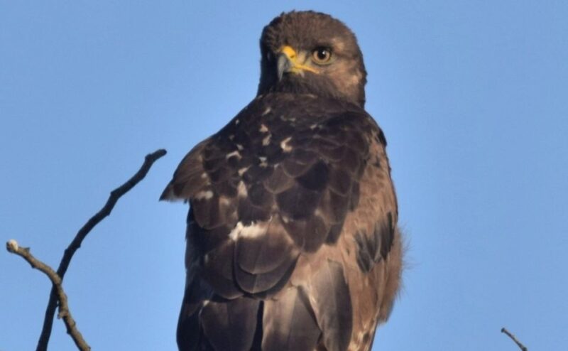 Little Karoo Birding - Diverse Bird Species
