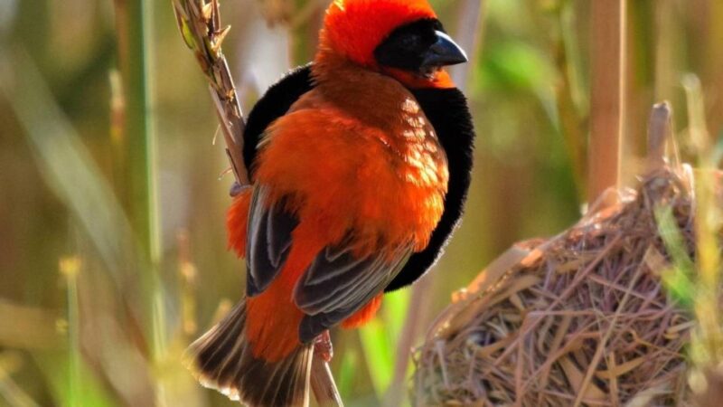 Little Karoo Birding - Guided Birding Tour