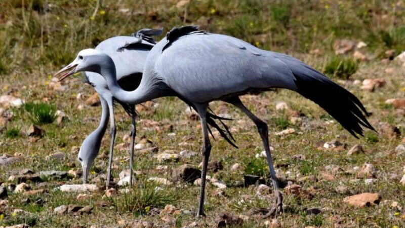 Little Karoo Birding - Birding Experience Highlights