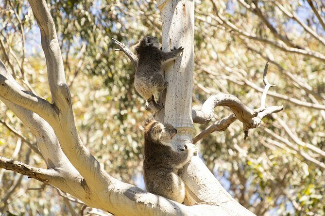 Little Koala Walking Tour - Itinerary Breakdown: What to Expect