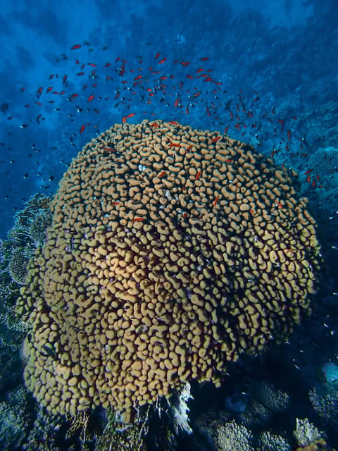 Little Tobago: Glass Bottom Boat Tour - Wildlife and Environment