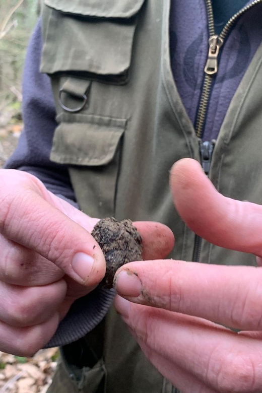 Livade: Guided Truffle Hunting Walking Tour - Experience Highlights