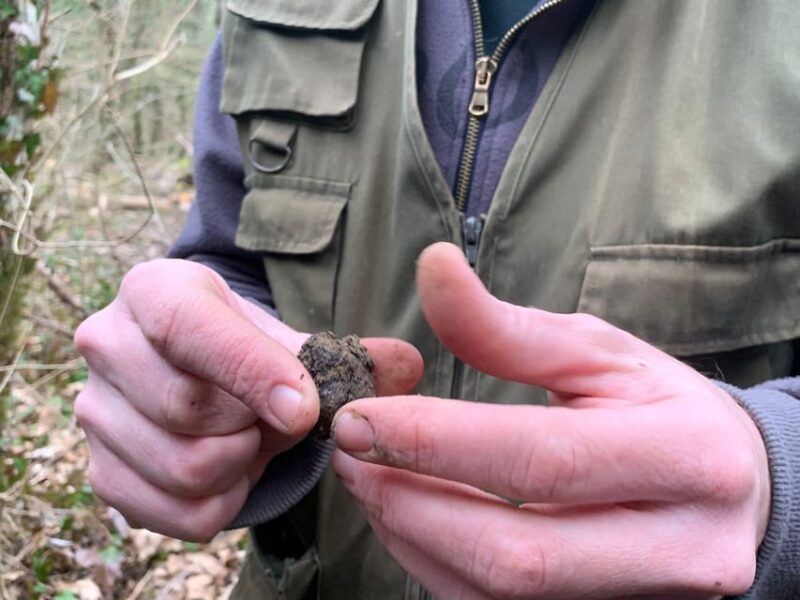 Livade: Guided Truffle Hunting Walking Tour - Customer Reviews and Ratings
