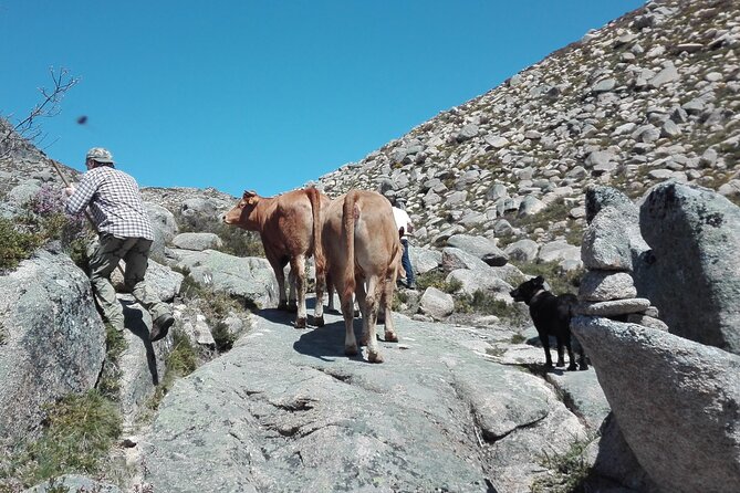 Live Like a Local - 3-Day Experience in Gerês Mountain With Local Food Tasting - Reviews and Ratings