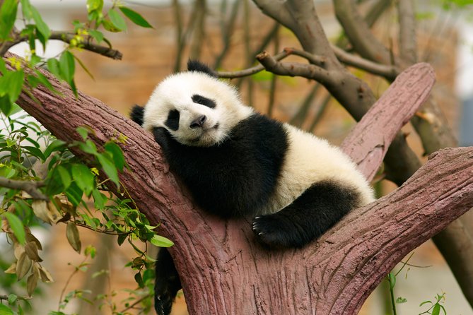 LIVE Streaming: Meet Pandas at Chengdu Research Base of Giant Panda Breeding - Panda Expert Guides