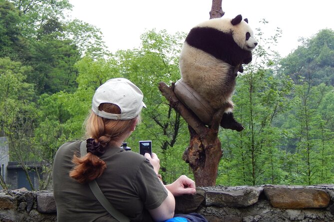 LIVE Streaming: Meet Pandas at Chengdu Research Base of Giant Panda Breeding - Virtual Tour Experience