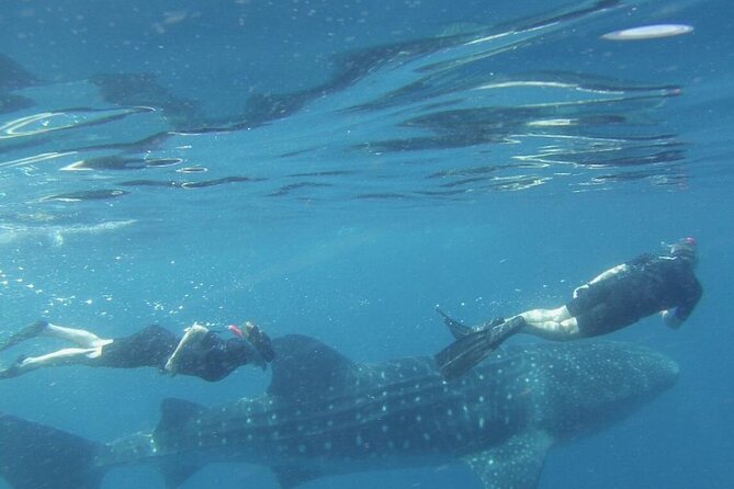 LIVE the Experience of Swim With the Whale Shark. - Tour Options Available