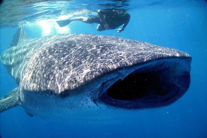 LIVE the Experience of Swim With the Whale Shark. - Important Information to Know