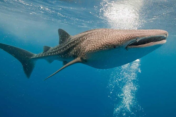 LIVE the Experience of Swim With the Whale Shark. - Pricing Details and Reviews