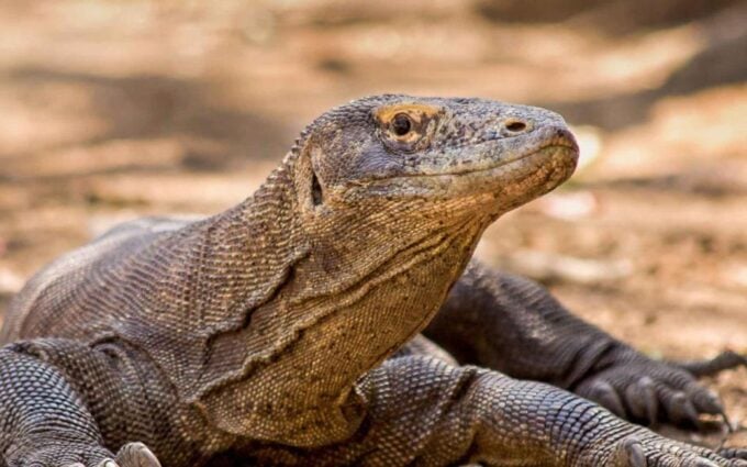 Liveaboard Komodo Tour 3 Days Private Boat - Island Hopping - Frequently Asked Questions