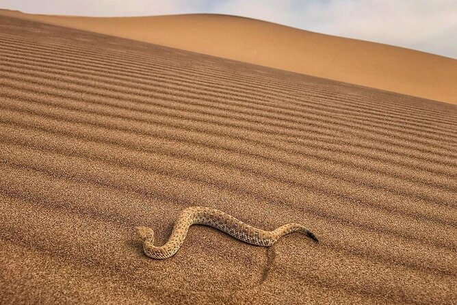 Living Desert Eco Dune Tour - Additional Information