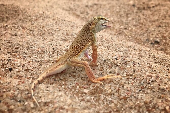 Living Desert Eco Dune Tour - Cancellation Policy