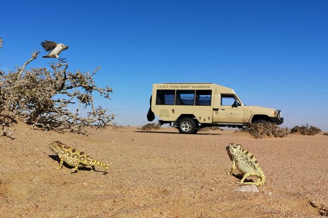 Living Desert Eco Dune Tour - Environmental Education