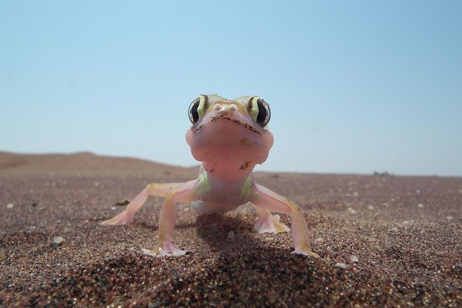 Living Dunes Experience From Swakopmund - Pickup and Meeting Information
