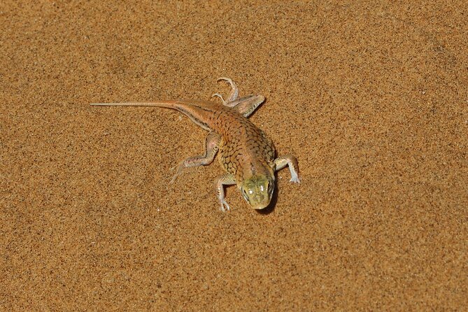 Living Dunes Experience From Swakopmund - Dune Exploration