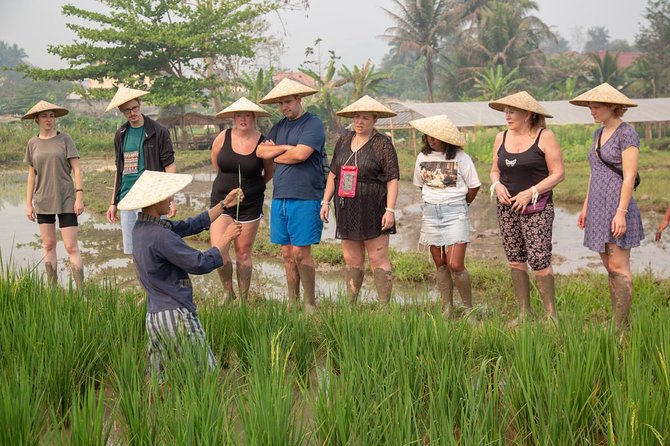 Living Land Rice Farming Experience - Positive Feedback