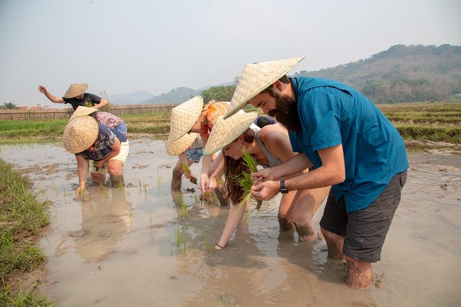 Living Land Rice Farming Experience - Organizational Issues