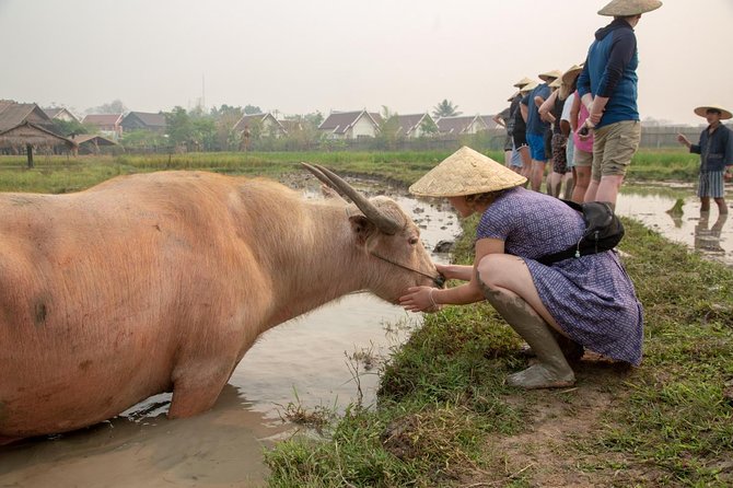 Living Land Rice Farming Experience - Unique Cultural Immersion