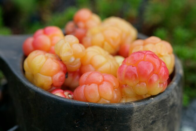 Living off the Land, Foraging Tour in Rovaniemi - About Your Stay