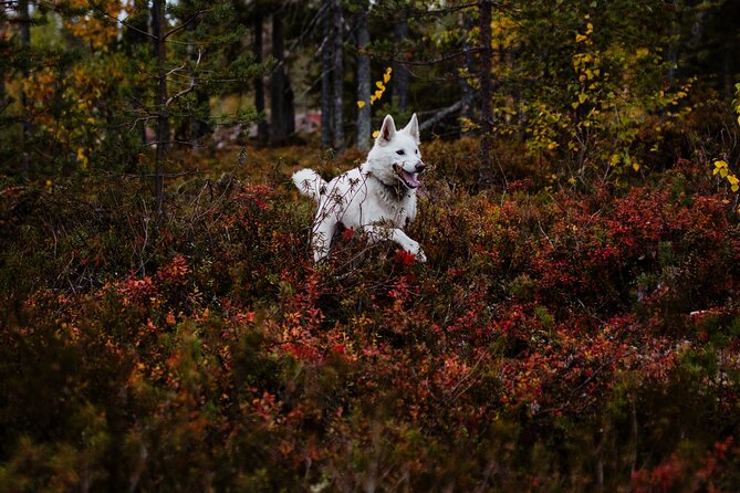 Living off the Land, Foraging Tour in Rovaniemi - Inclusions and Pickup