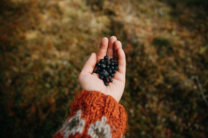 Living off the Land, Foraging Tour in Rovaniemi - Snack and Refreshments