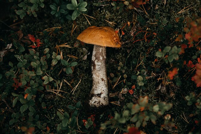 Living off the Land, Foraging Tour in Rovaniemi - Accessibility and Group Size