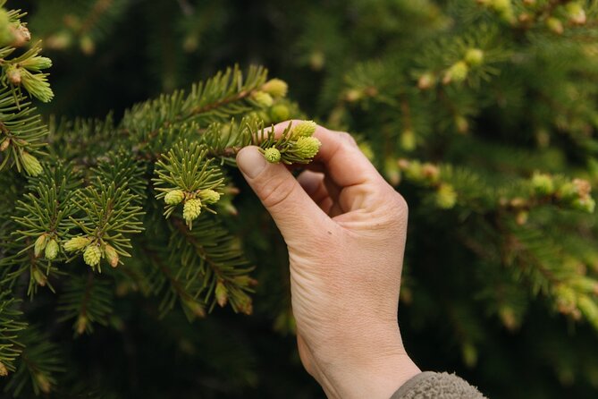 Living off the Land, Foraging Tour in Rovaniemi - Confirmation and Return