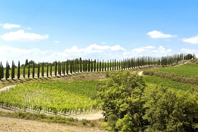 Livorno Shore Excursion: Bolgheri and Supertuscan Private Tour - Pickup Information