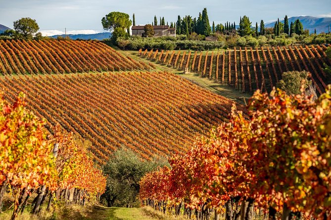 Livorno Shore Excursion: Chianti and Tuscany Countryside Private Wine Tour - Winery Tours and Tastings