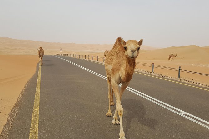 Liwa Oasis Desert Drive From Abu Dhabi - Cancellation Policy