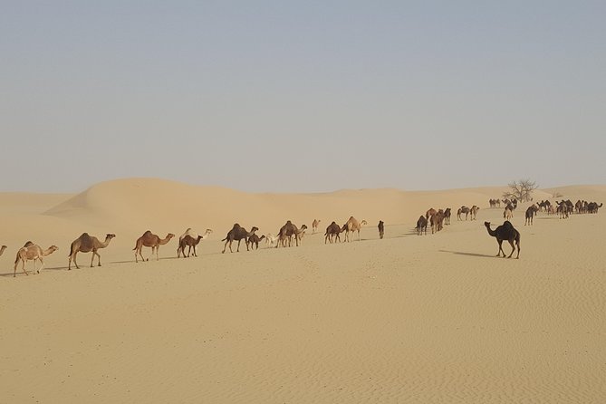 Liwa Oasis Desert Drive From Abu Dhabi - Picnic Lunch at the Oasis
