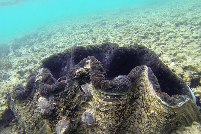 Lizard Island Day Tour by Air From Cairns - Itinerary Highlights