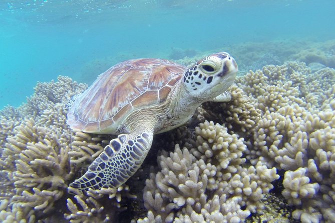 Lizard Island Day Tour by Air From Cairns - Group Details
